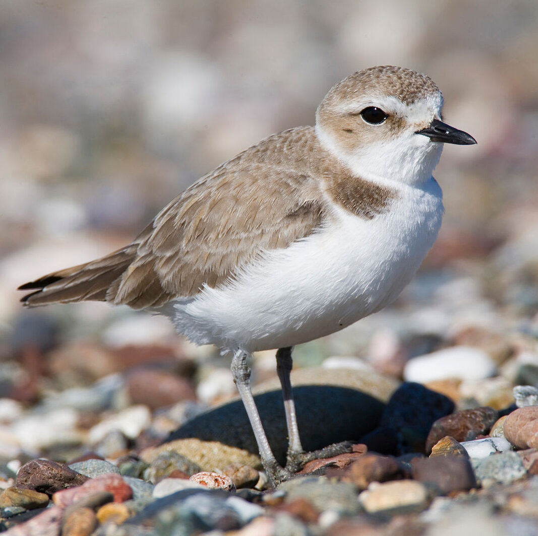 small white and brown bird
