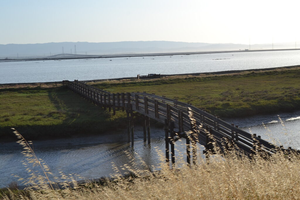 Bridge over wetlands