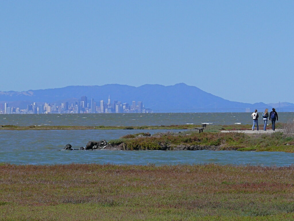 Wetland shoreline with San Francisco skyline in the distance