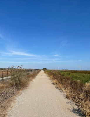 Dirt trail with plants on either side