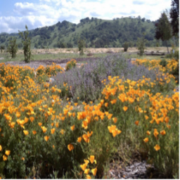 pollinator garden in bloom