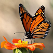 monarch butterfly