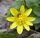 bug on yellow flower