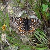 butterfly