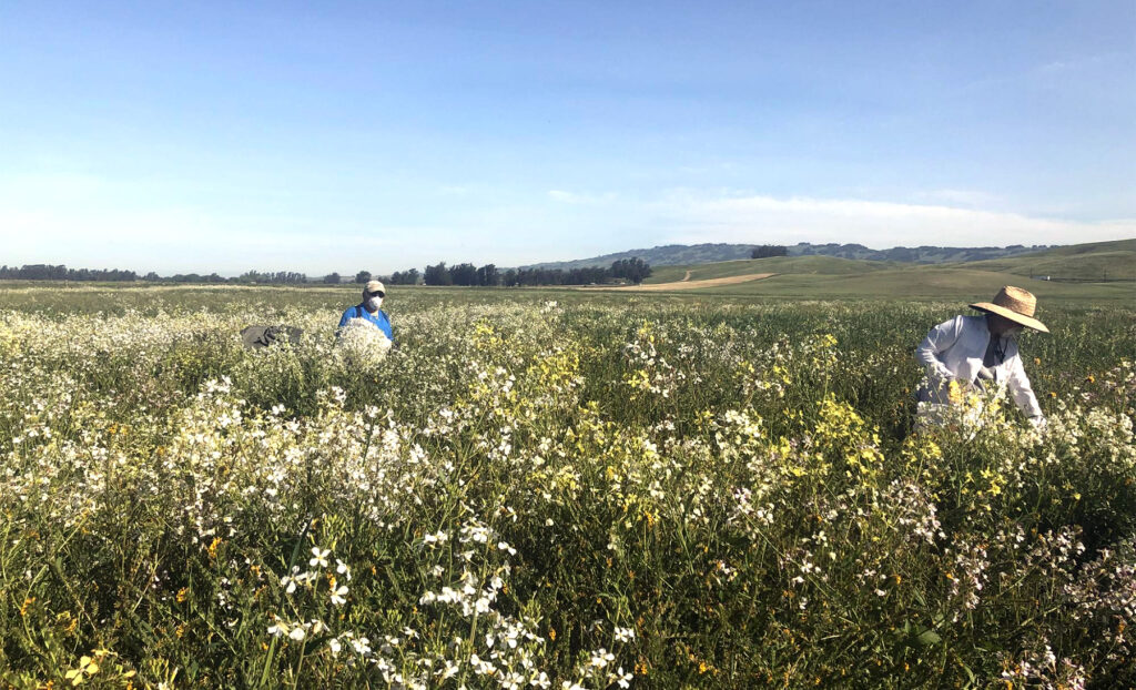 Two people in field collecting seeds